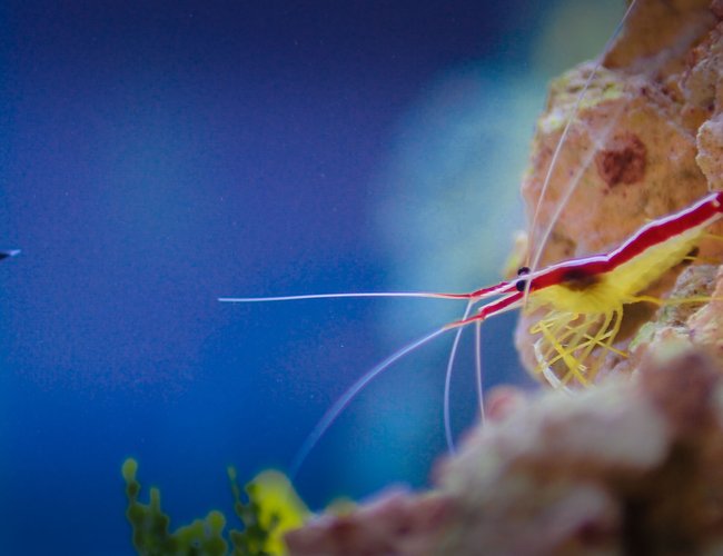 saltwater fish stocking in 90 gallons tank - My clown and my Shrimp... saltwater fish stocking in 90 gallons tank - My clown and my Shrimp...