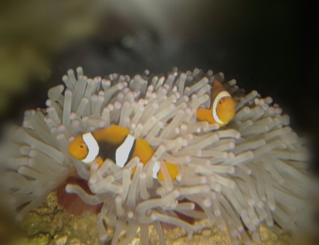 saltwater fish stocking in 53 gallons tank - The finding nemo saltwater fish stocking in 53 gallons tank - The finding nemo