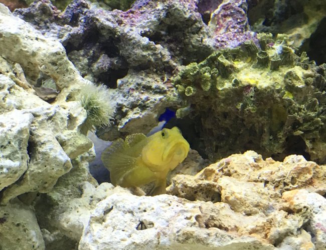 saltwater fish stocking in 75 gallons tank - Goby saltwater fish stocking in 75 gallons tank - Goby