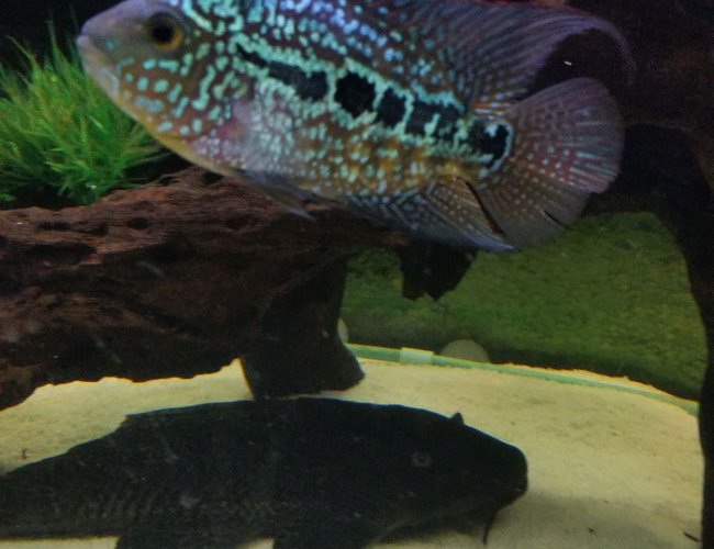 saltwater fish stocking in 125 gallons tank - King Kamfa Flowerhorn saltwater fish stocking in 125 gallons tank - King Kamfa Flowerhorn