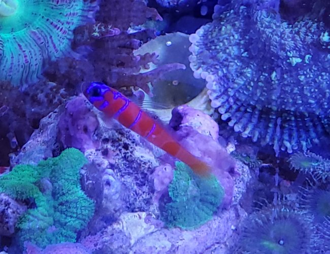 saltwater fish stocking in 8 gallons tank - Catalina goby saltwater fish stocking in 8 gallons tank - Catalina goby