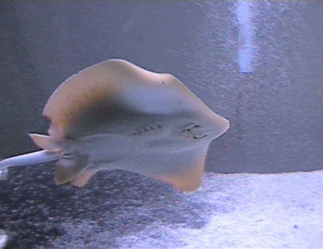 saltwater fish - taeniura lymma - bluespotted stingray stocking in 125 gallons tank - blue spotted sting ray saltwater fish - taeniura lymma - bluespotted stingray stocking in 125 gallons tank - blue spotted sting ray