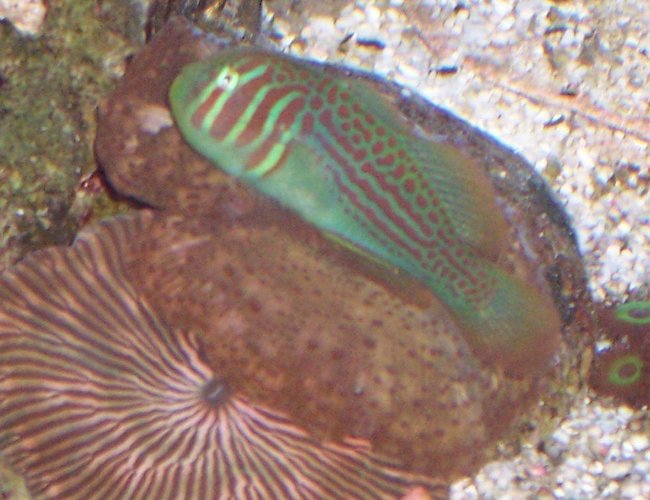 saltwater fish - gobiodon atrangulatus - clown goby, green stocking in 40 gallons tank - Green Goby resting on Mushrooms saltwater fish - gobiodon atrangulatus - clown goby, green stocking in 40 gallons tank - Green Goby resting on Mushrooms