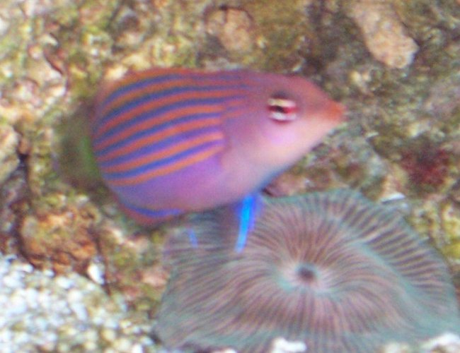 saltwater fish - pseudocheilinus hexataenia - six line wrasse stocking in 40 gallons tank - Sixline Wrasse saltwater fish - pseudocheilinus hexataenia - six line wrasse stocking in 40 gallons tank - Sixline Wrasse