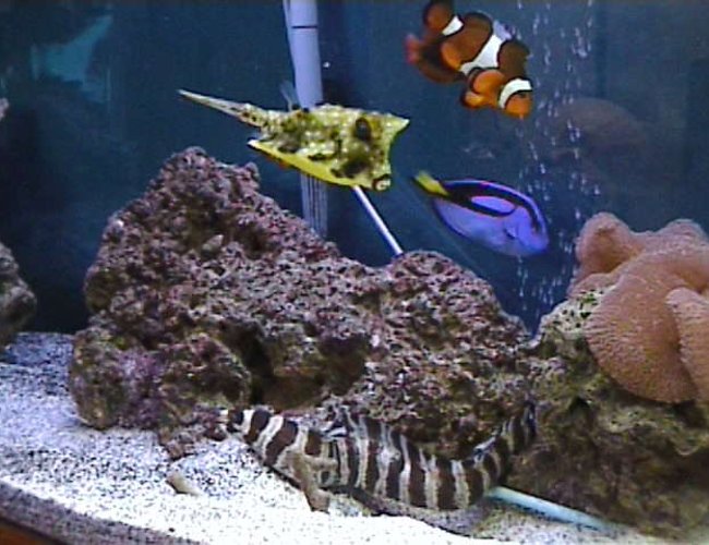 saltwater fish - lactoria cornuta - cowfish longhorn stocking in 125 gallons tank - one lil happy family saltwater fish - lactoria cornuta - cowfish longhorn stocking in 125 gallons tank - one lil happy family