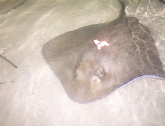 saltwater fish - urobatis halleri - round stingray stocking in 25 gallons tank - smooth back stingray saltwater fish - urobatis halleri - round stingray stocking in 25 gallons tank - smooth back stingray