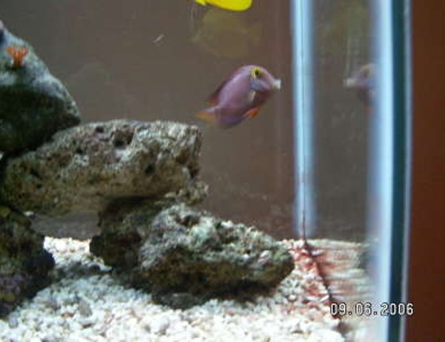 saltwater fish - ctenochaetus strigosus - kole yellow eye tang stocking in 37 gallons tank - kole tang saltwater fish - ctenochaetus strigosus - kole yellow eye tang stocking in 37 gallons tank - kole tang