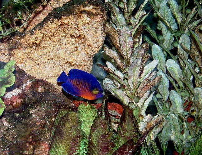 saltwater fish - centropyge bispinosa - coral beauty angelfish stocking in 55 gallons tank - Coral Beauty Dwarf Anglefish saltwater fish - centropyge bispinosa - coral beauty angelfish stocking in 55 gallons tank - Coral Beauty Dwarf Anglefish