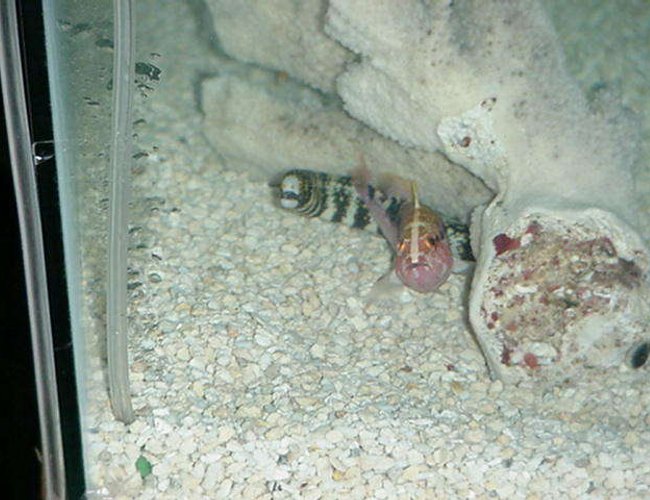saltwater fish - echidna nebulosa - snowflake eel stocking in 90 gallons tank - Great buddies Grooper,Snowflake EEL saltwater fish - echidna nebulosa - snowflake eel stocking in 90 gallons tank - Great buddies Grooper,Snowflake EEL