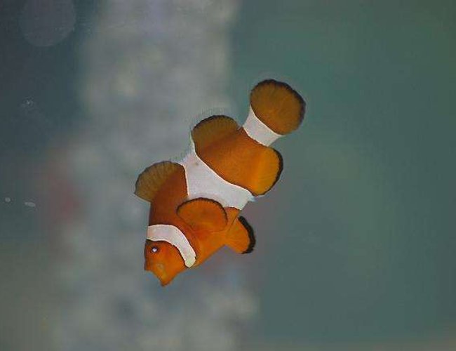 saltwater fish - amphiprion percula - true percula clownfish stocking in 55 gallons tank - My Nemo Yawning saltwater fish - amphiprion percula - true percula clownfish stocking in 55 gallons tank - My Nemo Yawning