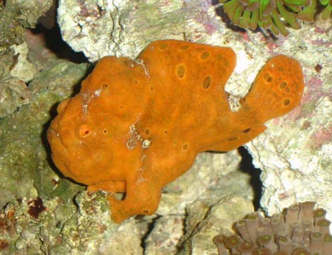 saltwater fish - antennarius sp. - red/orange angler stocking in 90 gallons tank - 5" FROGFISH---NAMED BUBBA!!!!!!!! saltwater fish - antennarius sp. - red/orange angler stocking in 90 gallons tank - 5" FROGFISH---NAMED BUBBA!!!!!!!!