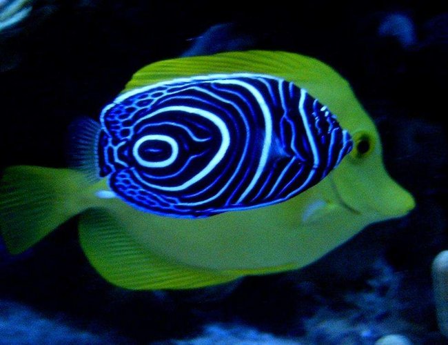 saltwater fish - pomacanthus imperator - imperator angelfish stocking in 160 gallons tank - A imperator in front of a flavescens ! saltwater fish - pomacanthus imperator - imperator angelfish stocking in 160 gallons tank - A imperator in front of a flavescens !
