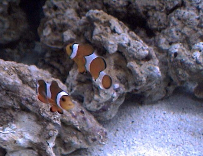saltwater fish - amphiprion percula - true percula clownfish stocking in 27 gallons tank - They want to be in every pic!! Friendly little guys. saltwater fish - amphiprion percula - true percula clownfish stocking in 27 gallons tank - They want to be in every pic!! Friendly little guys.