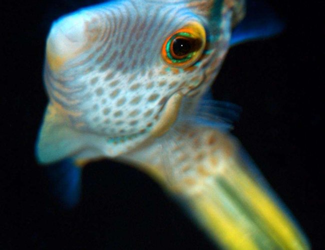 saltwater fish - canthigaster valentini - saddle valentini puffer stocking in 150 gallons tank - Puffer saltwater fish - canthigaster valentini - saddle valentini puffer stocking in 150 gallons tank - Puffer