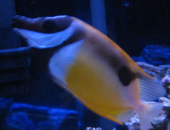 saltwater fish - siganus unimaculatus - one spot foxface stocking in 38 gallons tank - tank 1 foxface rabbitfish saltwater fish - siganus unimaculatus - one spot foxface stocking in 38 gallons tank - tank 1 foxface rabbitfish