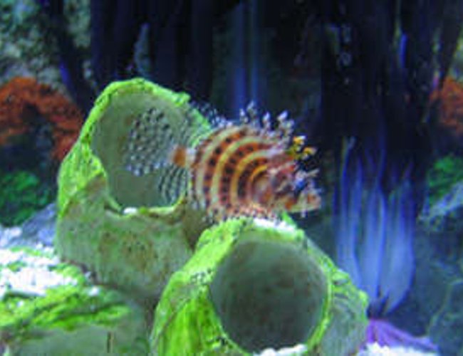 saltwater fish - dendrochirus brachypterus - fuzzy dwarf lionfish stocking in 38 gallons tank - fuzzy dwarf lionfish in tank 2 saltwater fish - dendrochirus brachypterus - fuzzy dwarf lionfish stocking in 38 gallons tank - fuzzy dwarf lionfish in tank 2