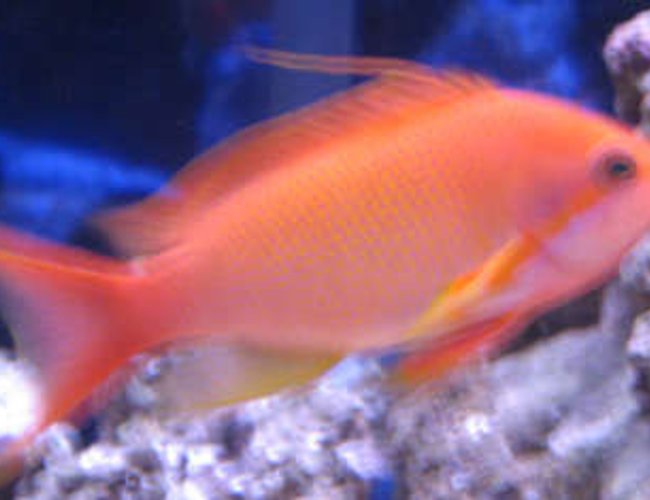 saltwater fish - pseudanthias pictilis - pictilis anthias stocking in 38 gallons tank - tank 1 blue eyed anthius its a bit blurry sorry saltwater fish - pseudanthias pictilis - pictilis anthias stocking in 38 gallons tank - tank 1 blue eyed anthius its a bit blurry sorry