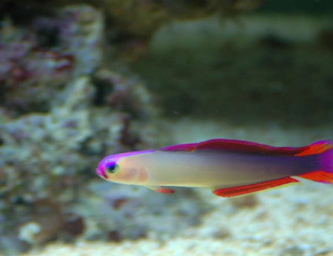 saltwater fish - nemateleotris decora - firefish, purple stocking in 32 gallons tank - Purple Firefish (Nemateleotris decora) saltwater fish - nemateleotris decora - firefish, purple stocking in 32 gallons tank - Purple Firefish (Nemateleotris decora)