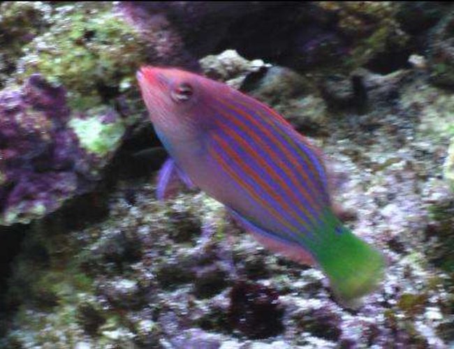 saltwater fish - pseudocheilinus hexataenia - six line wrasse stocking in 24 gallons tank - here is a low quality pic of my sixline wrasse saltwater fish - pseudocheilinus hexataenia - six line wrasse stocking in 24 gallons tank - here is a low quality pic of my sixline wrasse