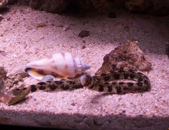 saltwater fish - echidna nebulosa - snowflake eel stocking in 55 gallons tank - 20 gallon saltwater saltwater fish - echidna nebulosa - snowflake eel stocking in 55 gallons tank - 20 gallon saltwater