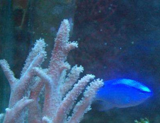 saltwater fish - chrysyptera taupou - blue devil damselfish stocking in 10 gallons tank - Blue damsel saltwater fish - chrysyptera taupou - blue devil damselfish stocking in 10 gallons tank - Blue damsel