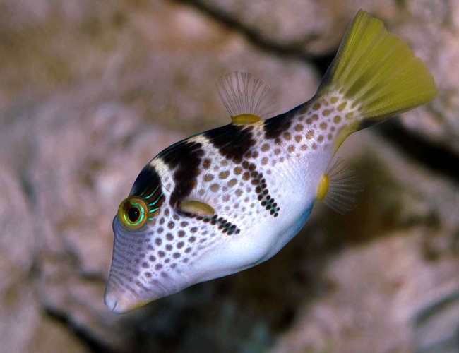 saltwater fish - canthigaster valentini - saddle valentini puffer stocking in 150 gallons tank - Valentinni's sharpnose puffer saltwater fish - canthigaster valentini - saddle valentini puffer stocking in 150 gallons tank - Valentinni's sharpnose puffer