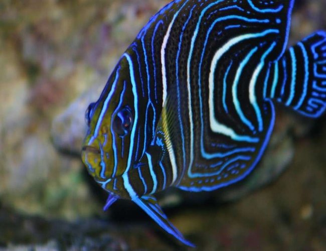 saltwater fish - pomacanthus semicirculatus - koran angelfish stocking in 190 gallons tank - angel saltwater fish - pomacanthus semicirculatus - koran angelfish stocking in 190 gallons tank - angel