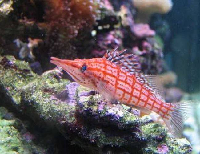 saltwater fish - oxycirrhites typus - longnose hawkfish stocking in 110 gallons tank - Long Nose Hawkfish saltwater fish - oxycirrhites typus - longnose hawkfish stocking in 110 gallons tank - Long Nose Hawkfish