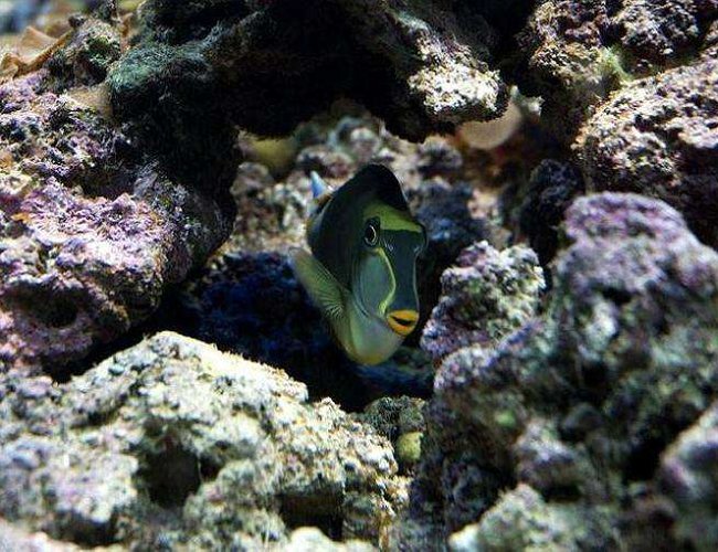 saltwater fish - naso elegans - naso blonde tang stocking in 190 gallons tank - Blonde Naso Tang saltwater fish - naso elegans - naso blonde tang stocking in 190 gallons tank - Blonde Naso Tang