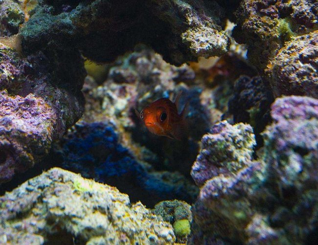 saltwater fish - sargocentron xantherythrum - squirrelfish, striped stocking in 190 gallons tank - Alvin the Squirrelfish saltwater fish - sargocentron xantherythrum - squirrelfish, striped stocking in 190 gallons tank - Alvin the Squirrelfish