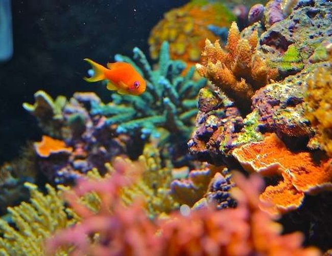 saltwater fish - pseudoanthias pleurotaenia - squareback anthias stocking in 160 gallons tank - Anthia in my reef tank saltwater fish - pseudoanthias pleurotaenia - squareback anthias stocking in 160 gallons tank - Anthia in my reef tank