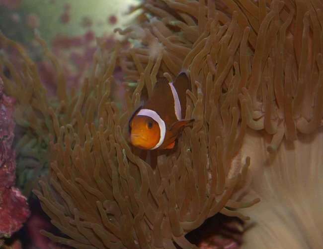 saltwater fish - amphiprion percula - true percula clownfish stocking in 22 gallons tank - Clown Fish saltwater fish - amphiprion percula - true percula clownfish stocking in 22 gallons tank - Clown Fish