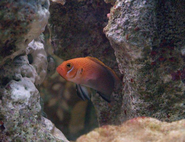saltwater fish - cirrhilabrus solorensis - red head solon fairy wrasse stocking in 140 gallons tank - dont know the name of this fish but looks cool. saltwater fish - cirrhilabrus solorensis - red head solon fairy wrasse stocking in 140 gallons tank - dont know the name of this fish but looks cool.