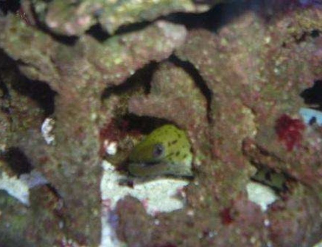 saltwater fish - gymnothorax fimbriatus - fimbriated eel stocking in 55 gallons tank - peek a boo saltwater fish - gymnothorax fimbriatus - fimbriated eel stocking in 55 gallons tank - peek a boo
