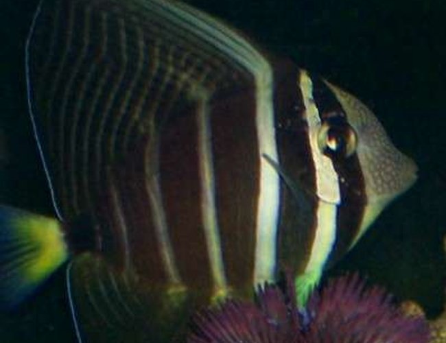 saltwater fish - zebrasoma veliferum - sailfin tang stocking in 70 gallons tank - 1 year old Sailfin Tang swimming above purple urchen saltwater fish - zebrasoma veliferum - sailfin tang stocking in 70 gallons tank - 1 year old Sailfin Tang swimming above purple urchen