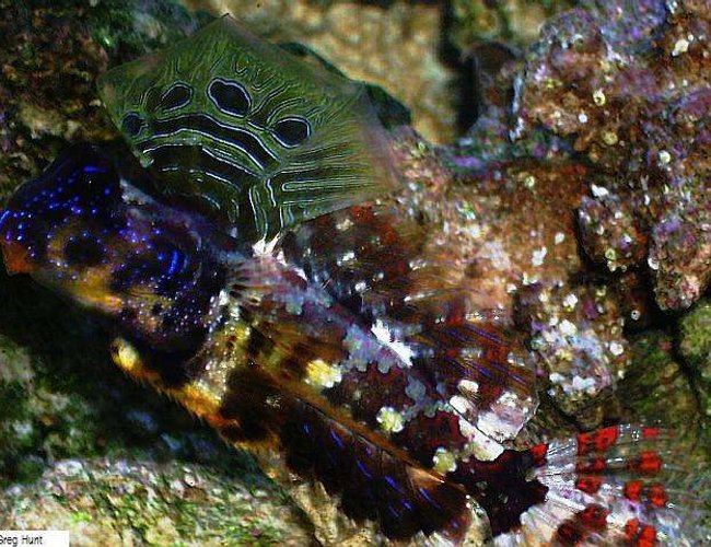 saltwater fish - synchiropus ocellatus - scooter dragonet stocking in 29 gallons tank - scooter dragonet (male) saltwater fish - synchiropus ocellatus - scooter dragonet stocking in 29 gallons tank - scooter dragonet (male)