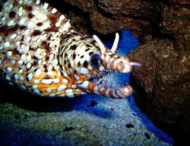 saltwater fish - muraena pardalis - dragon moray eel stocking in 29 gallons tank - Hawaiian Dragon Moray saltwater fish - muraena pardalis - dragon moray eel stocking in 29 gallons tank - Hawaiian Dragon Moray
