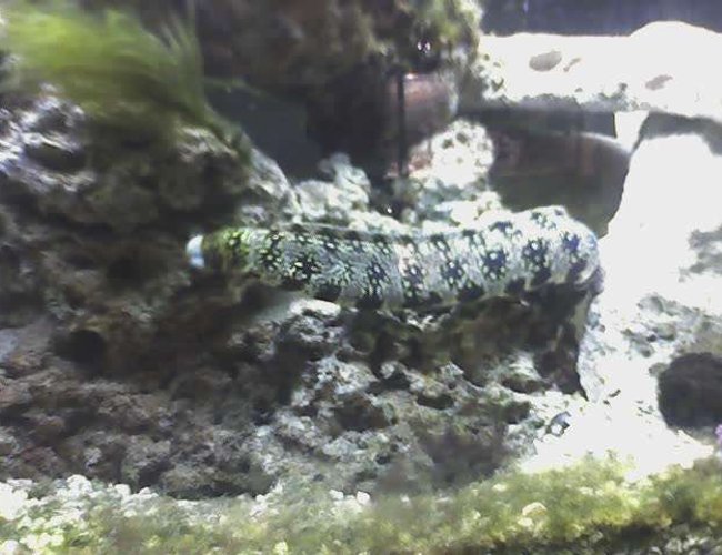 saltwater fish - echidna nebulosa - snowflake eel stocking in 55 gallons tank - Snowflake eel 2 feet long saltwater fish - echidna nebulosa - snowflake eel stocking in 55 gallons tank - Snowflake eel 2 feet long