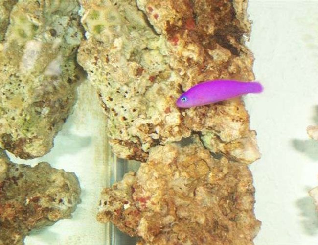 saltwater fish - pseudochromis porphyreus - purple pseudochromis stocking in 125 gallons tank - purple dottyback saltwater fish - pseudochromis porphyreus - purple pseudochromis stocking in 125 gallons tank - purple dottyback