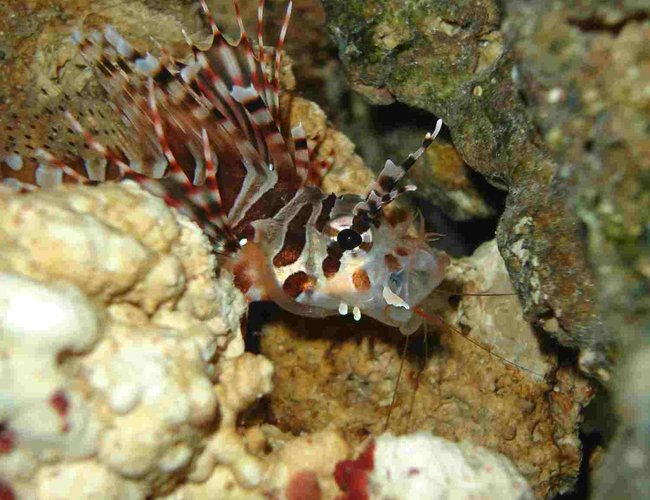 saltwater fish - dendrochirus brachypterus - fuzzy dwarf lionfish stocking in 20 gallons tank - My Dwarf Lionfish eating a shrimp. *R.I.P.* saltwater fish - dendrochirus brachypterus - fuzzy dwarf lionfish stocking in 20 gallons tank - My Dwarf Lionfish eating a shrimp. *R.I.P.*