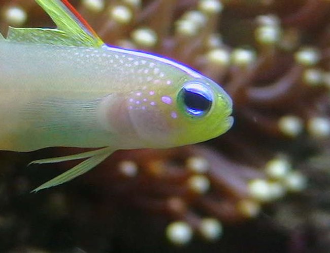 saltwater fish - nemateleotris magnifica - firefish stocking in 25 gallons tank - Firegoby. saltwater fish - nemateleotris magnifica - firefish stocking in 25 gallons tank - Firegoby.