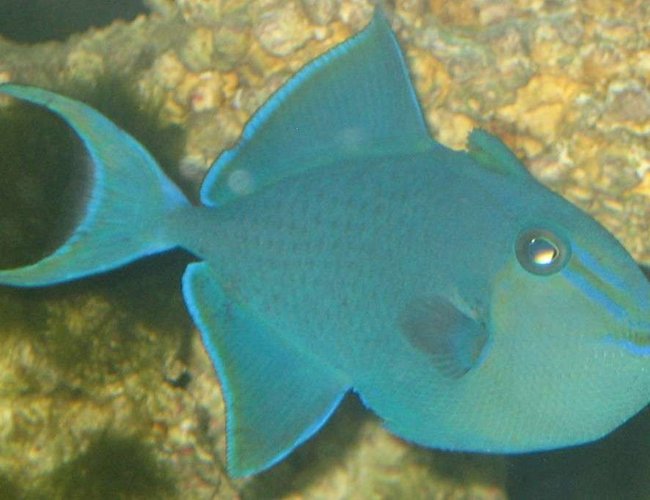 saltwater fish - odonus niger - niger triggerfish stocking in 75 gallons tank - niger trigger saltwater fish - odonus niger - niger triggerfish stocking in 75 gallons tank - niger trigger