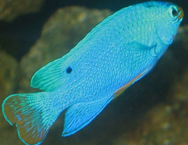 saltwater fish - chrysyptera taupou - fiji blue devil damselfish stocking in 75 gallons tank - blue devil damsel saltwater fish - chrysyptera taupou - fiji blue devil damselfish stocking in 75 gallons tank - blue devil damsel