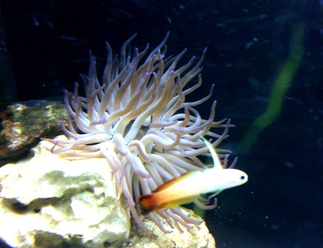 saltwater fish - nemateleotris magnifica - firefish stocking in 75 gallons tank - fire saltwater fish - nemateleotris magnifica - firefish stocking in 75 gallons tank - fire