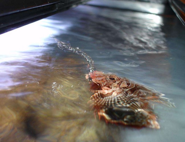 saltwater fish - dendrochirus brachypterus - fuzzy dwarf lionfish stocking in 20 gallons tank - Cool pic of my lionfish spitting some water. saltwater fish - dendrochirus brachypterus - fuzzy dwarf lionfish stocking in 20 gallons tank - Cool pic of my lionfish spitting some water.
