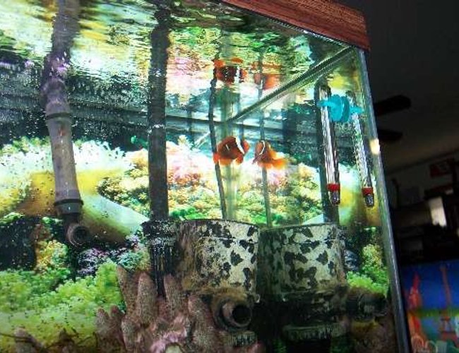 saltwater fish - amphiprion frenatus - tomato clownfish stocking in 55 gallons tank - Big pic of the tank and the tomato clown fish. saltwater fish - amphiprion frenatus - tomato clownfish stocking in 55 gallons tank - Big pic of the tank and the tomato clown fish.