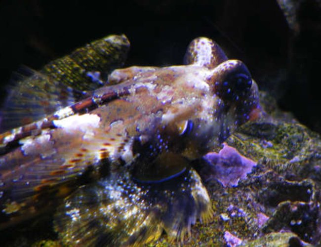 saltwater fish - synchiropus ocellatus - scooter blenny stocking in 90 gallons tank - scooter blenny saltwater fish - synchiropus ocellatus - scooter blenny stocking in 90 gallons tank - scooter blenny