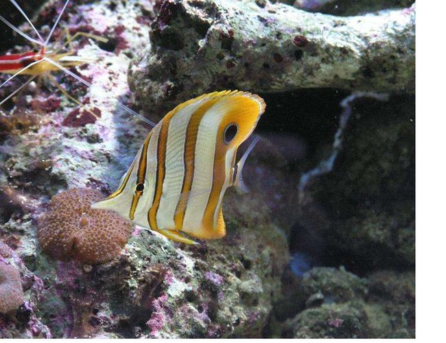 saltwater fish - chelmon rostratus - copperband butterflyfish stocking in 52 gallons tank - my favorite fish in my tank.
Chelmon Rostratus saltwater fish - chelmon rostratus - copperband butterflyfish stocking in 52 gallons tank - my favorite fish in my tank.
Chelmon Rostratus