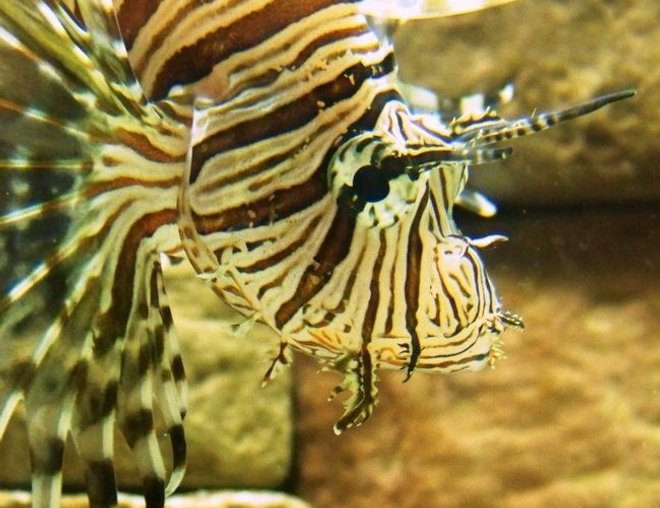 saltwater fish - dendrochirus zebra - dwarf/zebra lionfish stocking in 120 gallons tank - What should I name him?