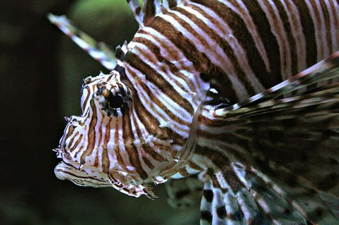Rated #10: Saltwater Fish - Pterois Volitans - Volitan Lionfish - mi class lion fish Rated #10: Saltwater Fish - Pterois Volitans - Volitan Lionfish - mi class lion fish
